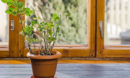 Using-Windowsills-to-Organize-Home