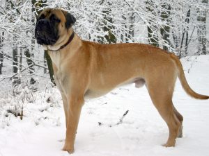 Bullmastiff_Junghund_1_Jahr