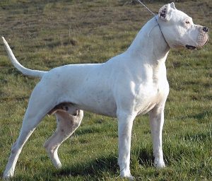 Argentinean Mastiff