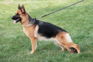 German shepherd