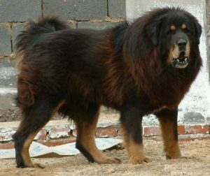 Caucasian shepherd