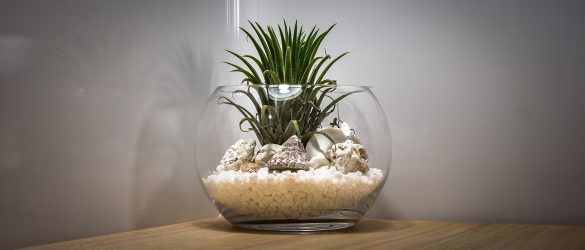 How-to-Make-a-Terrarium