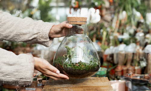 What-is-a-Terrarium