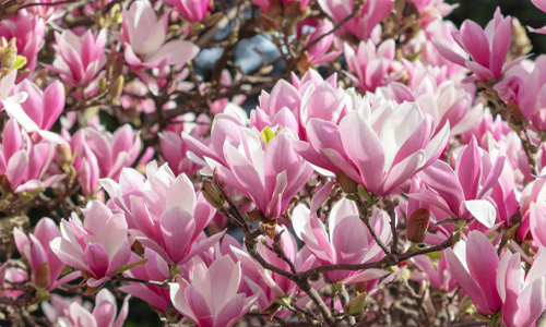 Magnolia