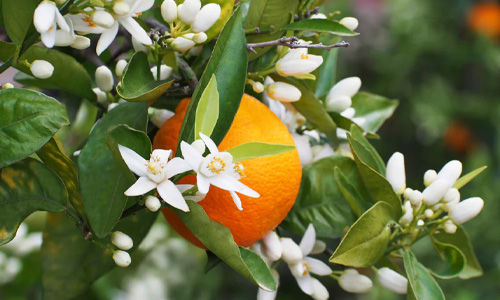 Orange Blossom