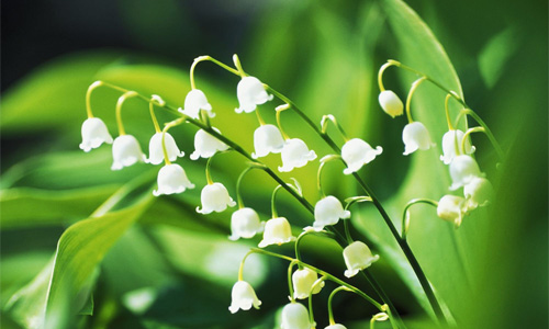 Lily of the Valley