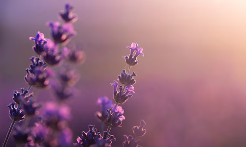 Lavender