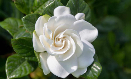 Gardenia