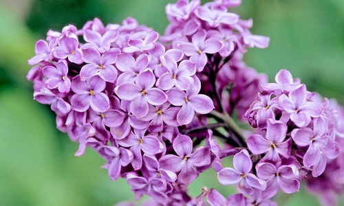 Lilac