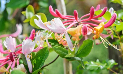 Honeysuckle