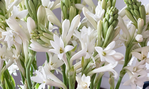 Tuberose