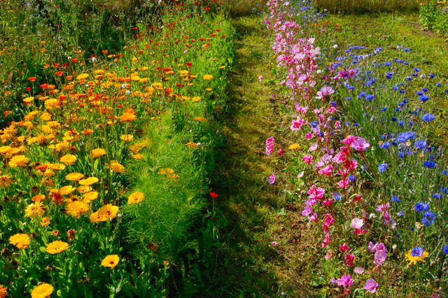 3 Steps to a cutting garden