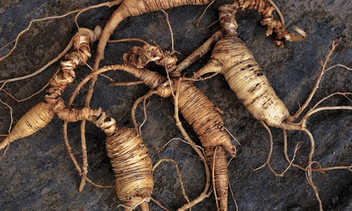 Ginseng