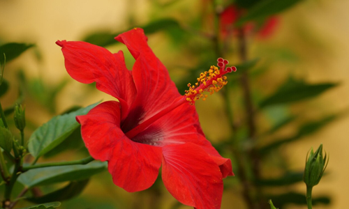 Hibiscus