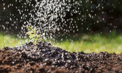 Watering and Fertilizing