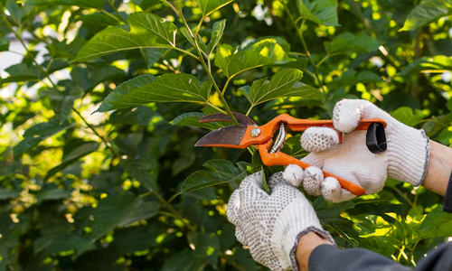 Garden Maintenance