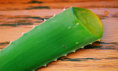 Aloe-Vera-Mask