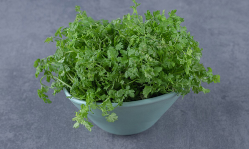 Cilantro