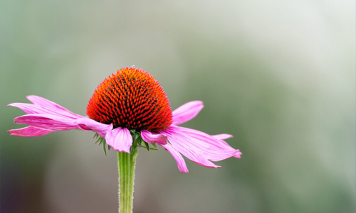 Echinacea