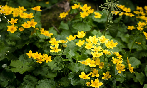 St.-John’s-Wort