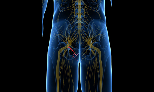  Anatomy of the Pudendal Nerve