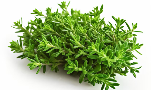 Thyme