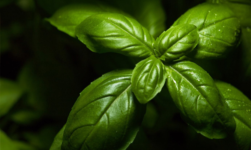 Basil