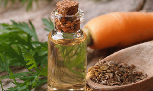 Massage Carrot Seed Oil