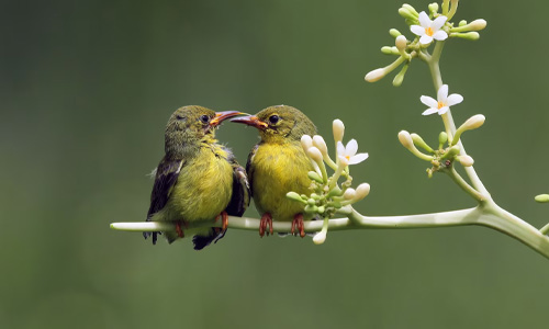 Choosing the Best Pet Bird to Own