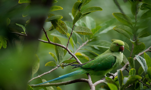 Birds Are Intelligent and Trainable