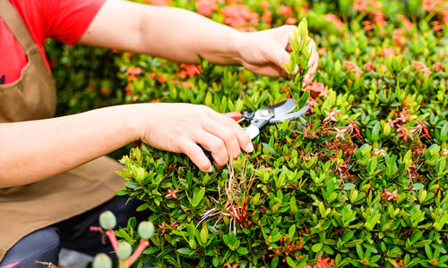 About-Cutting-Garden