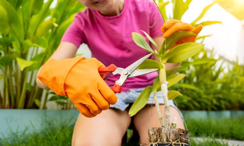 Care-for-cutting-garden